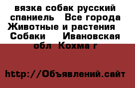 вязка собак русский спаниель - Все города Животные и растения » Собаки   . Ивановская обл.,Кохма г.